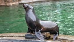 V roce 2026 podpoříme v pražské ZOO opět lachtana